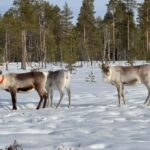 IVALO: Snowmobile Sled Ride to Wilderness - The Scenic Forest Journey