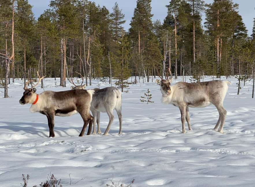 IVALO: Snowmobile Sled Ride to Wilderness - The Scenic Forest Journey