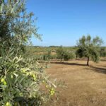 Jaén Discover the Secrets of Olive Oil: Tour & Tasting - Tasting and Comparing Three Olive Oils
