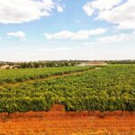 Jeep Cork Tour Experience Pack - Corktrekking and Traditional Cork Forests