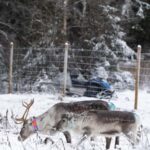 Kalix: Snowmobile Tour with Reindeer Feeding & Lunch - Cozy Lunch in a Traditional Grill Hut