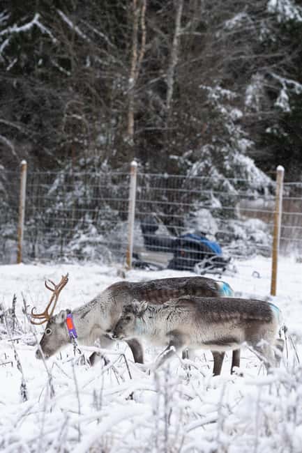 Kalix: Snowmobile Tour with Reindeer Feeding & Lunch - Cozy Lunch in a Traditional Grill Hut