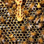 Kefalonia:Private Olive Oil, Honey & Wine Tasting Experience - Unique Access to Kefalonia’s Olive Oil Producers