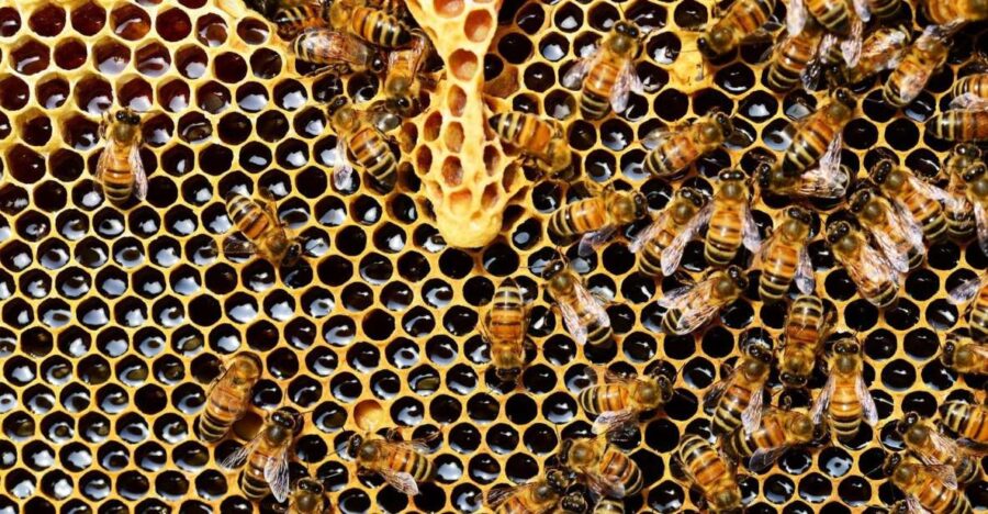 Kefalonia:Private Olive Oil, Honey & Wine Tasting Experience - Unique Access to Kefalonia’s Olive Oil Producers