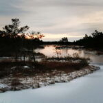 Kemeri National Park Bog Trail near Riga - The Guides Expertise and Friendly Approach