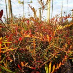 Kemeri National Park Outdoor Tour - Visiting Jurmala’s Riga Gulf Beach