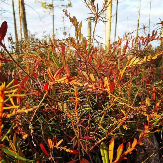 Kemeri National Park Outdoor Tour - Visiting Jurmala’s Riga Gulf Beach