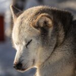 Kemi: Sled Dog Husky Safari Including Hot Drink - Starting Point and Transfer Options in Kemi