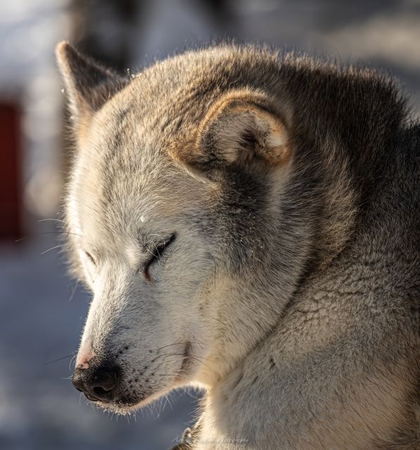 Kemi: Sled Dog Husky Safari Including Hot Drink - Starting Point and Transfer Options in Kemi