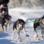 Kemi-Tornio: Husky Sled Ride with Hot Drink - Exploring the Finnish Husky Kennel and Meet the Huskies