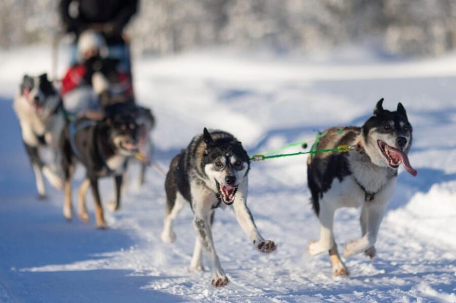 Kemi-Tornio: Husky Sled Ride with Hot Drink - Exploring the Finnish Husky Kennel and Meet the Huskies