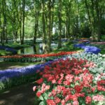 Keukenhof and Flower Fields Private Tour from Amsterdam - A Fully Guided Visit to Keukenhof Gardens