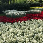 Keukenhof, Tulip Farm, Flower Fields & Windmills - Keukenhof Gardens: The Heart of the Netherlands Flower Culture