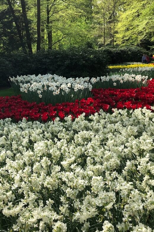 Keukenhof, Tulip Farm, Flower Fields & Windmills - Keukenhof Gardens: The Heart of the Netherlands Flower Culture