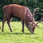 Killarney Luxury: Exclusive National Park Adventure - Exploring Muckross Abbey’s Historic Ruins