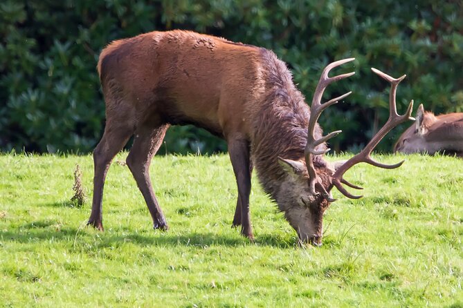 Killarney Luxury: Exclusive National Park Adventure - Exploring Muckross Abbey’s Historic Ruins