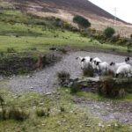 Killarney Super Saver: Dingle and Slea Head Day Trip plus Ring of Kerry and Killarney Lakes Day Trip - Discover the Ring of Kerry and Killarney Lakes