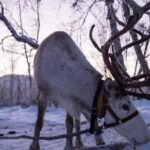 Kilpisjärvi: Sámi Culture and Reindeer Herding Tour - Meeting Your Sámi Guide at Kilpissafarit