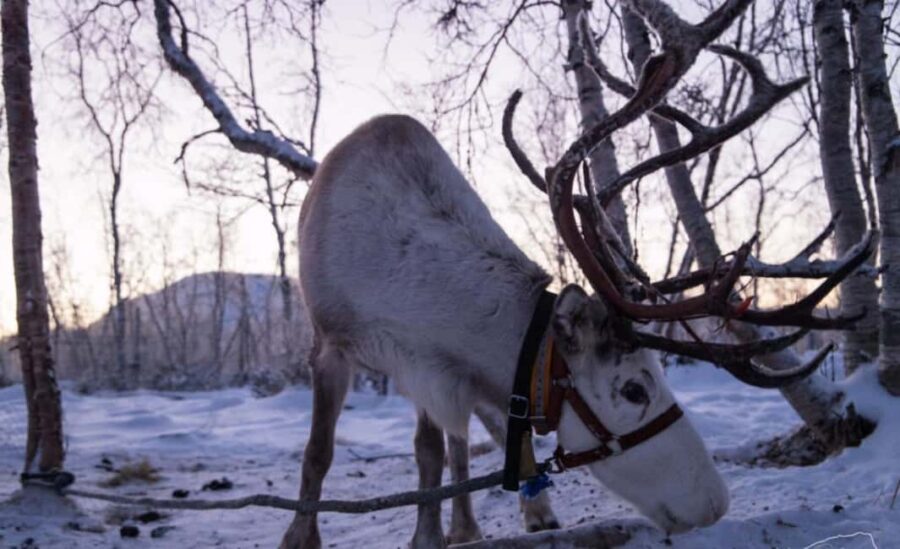 Kilpisjärvi: Sámi Culture and Reindeer Herding Tour - Meeting Your Sámi Guide at Kilpissafarit