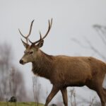 Kingussie: Highland Wildlife Park Entry Ticket - Drive Through Expansive Reserves for Close Animal Encounters