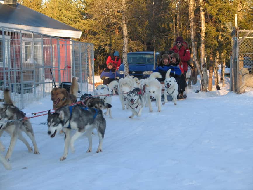 Kiruna: Family-friendly Short Husky Tour with Coffee - Coffee, Sandwiches, and a Scenic Fire Stop in Nature