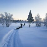 Kiruna: Guided Afternoon Drive Your Own Dog Sled Tour - Sledding Through the Snow-Laden Swedish Lapland Countryside