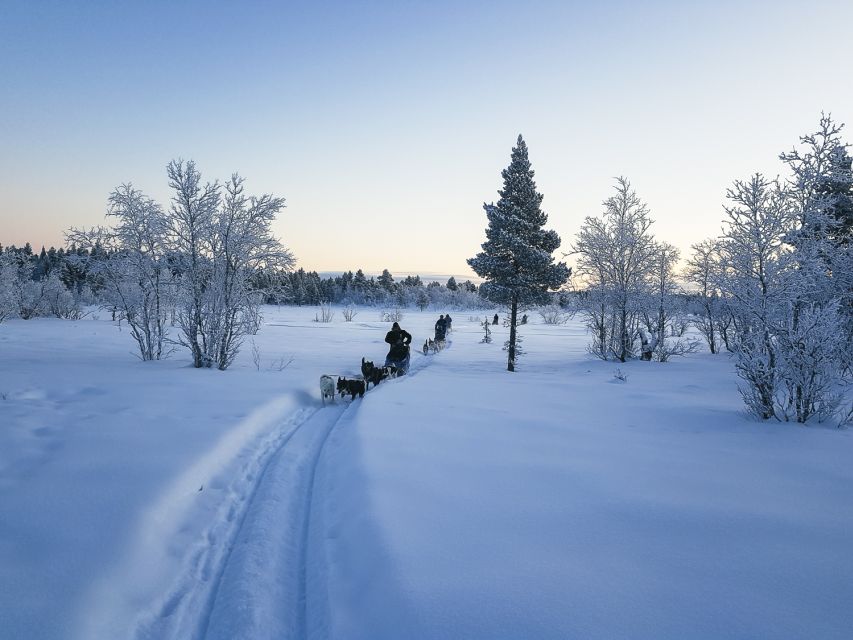 Kiruna: Guided Afternoon Drive Your Own Dog Sled Tour - Sledding Through the Snow-Laden Swedish Lapland Countryside