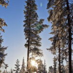 Kiruna: Husky Sled Ride with Traditional Lunch - The Husky Sled Ride: What to Expect in Kiruna