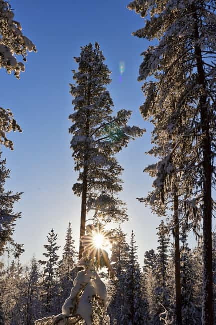 Kiruna: Husky Sled Ride with Traditional Lunch - The Husky Sled Ride: What to Expect in Kiruna