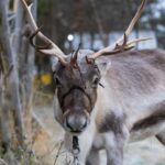 Kiruna: Icehotel and Sami Camp Day Trip - Journey to Jukkasjärvi and Its Historic Significance