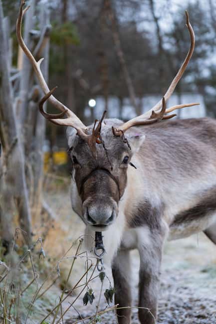 Kiruna: Icehotel and Sami Camp Day Trip - Journey to Jukkasjärvi and Its Historic Significance