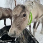 Kiruna: Reindeer Feeding Tour and Sámi Culture with Minibus - Traditional Food and Drink in the Sámi Community