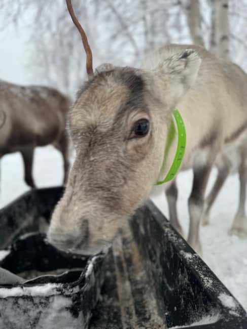Kiruna: Reindeer Feeding Tour and Sámi Culture with Minibus - Traditional Food and Drink in the Sámi Community
