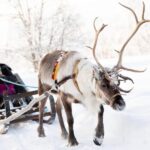 KIRUNA: Sami Reindeer Experience - Departing from Kiruna’s Tourist Office to the Reindeer Farm