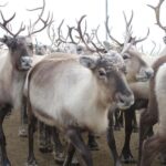 Kiruna: Sleigh Ride with Reindeer Feeding & Warm Drinks - The Scenic Snowmobile-Pulled Sleigh Ride through Arctic Landscapes