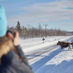Kiruna: Wildlife and nature photography - Starting Point and Convenient Pickup Options in Kiruna