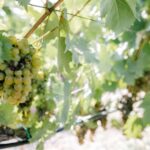 Knossos palace, Archanes village & Winery from Heraklion - Starting Point and Transport Logistics from Heraklion