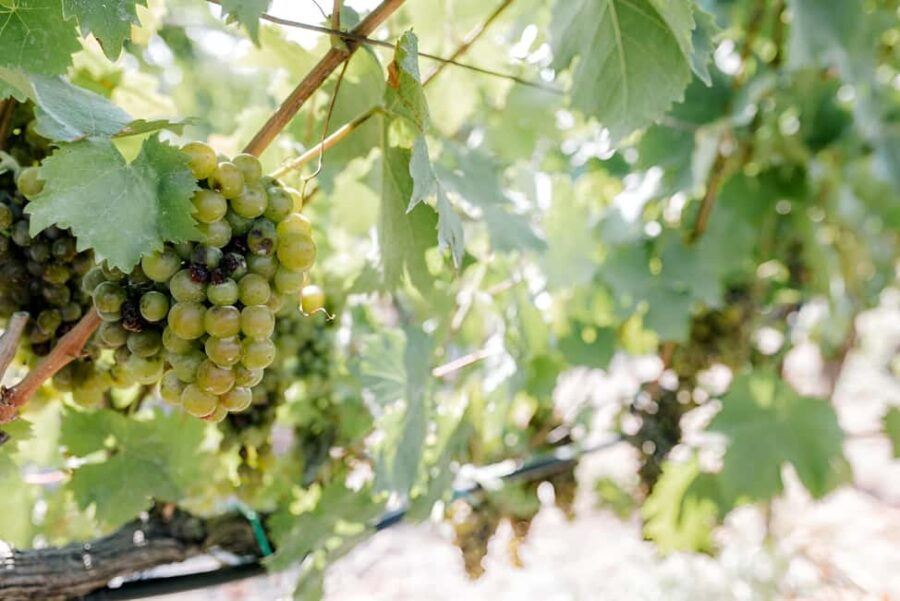 Knossos palace, Archanes village & Winery from Heraklion - Starting Point and Transport Logistics from Heraklion