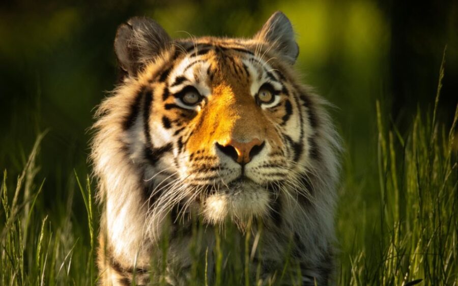 Knowsley: Safari Entry Tickets - Overview of the Knowsley Safari Experience