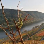 Koblenz: The Living Vineyard, Nature & Wine Enjoyment - The Vineyard Setting: Steep Slopes and Slate Soil