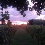 Konavle Gastro Tour From Dubrovnik - Authentic Croatian Meal at Konoba Vinica Monkovic