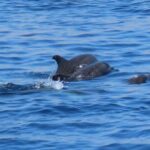 Kos Town: Glass-Bottom Boat Cruise with Swimming Stops - Exploring the Glass-Bottom Viewing Areas and Underwater Scenery