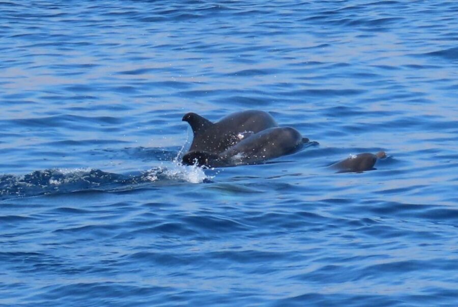 Kos Town: Glass-Bottom Boat Cruise with Swimming Stops - Exploring the Glass-Bottom Viewing Areas and Underwater Scenery