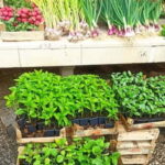 Kotor: 3H Food Tour - The Tour Starts at the Sea Gate of Kotor Old Town