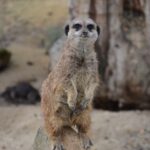 Krakow: Zoo Visit with Hotel Pickup & Drop-Off - Over 1,500 Animals Across 260+ Species