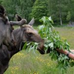 Kristiansand: Guided Bus Tour and Moose Park Experience - Free Time and Wildlife Viewing at Viltgården