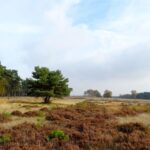 Kröller-Müller Museum and National Park Tour - Exploring Hoge Veluwe National Parks Landscapes