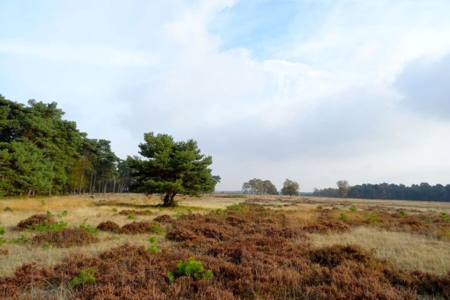 Kröller-Müller Museum and National Park Tour - Exploring Hoge Veluwe National Parks Landscapes