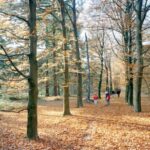 Kröller-Müller Museum Entrance Ticket - Exploring the Kröller-Müller Sculpture Garden
