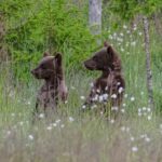 Kuusamo: Bear watching evening - How the Tour is Structured in the Finnish Wilderness